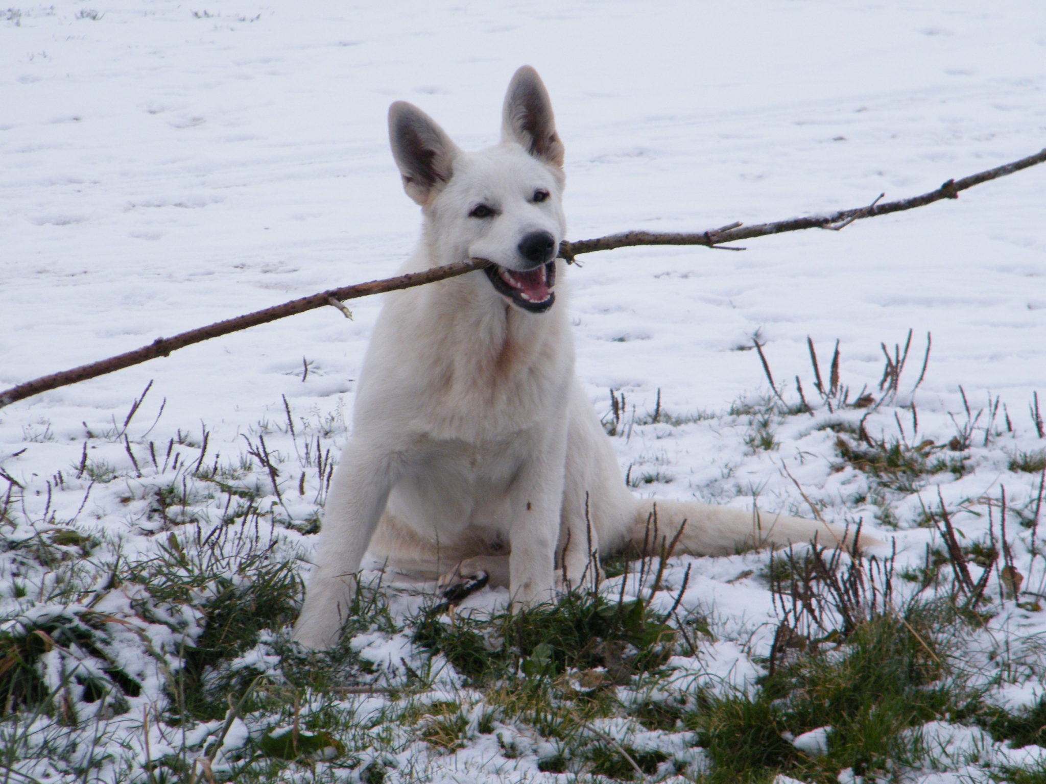 Partagez des moments complices avec votre chien grâce à nos différentes activités canines dans l'Eure !